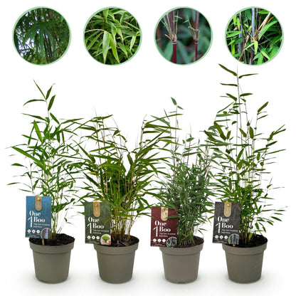 Bambou Fargesia mix Rainbow : 4 plants en pot avec des étiquettes colorées, alignés sur fond blanc. Différents types de feuillage et de tige