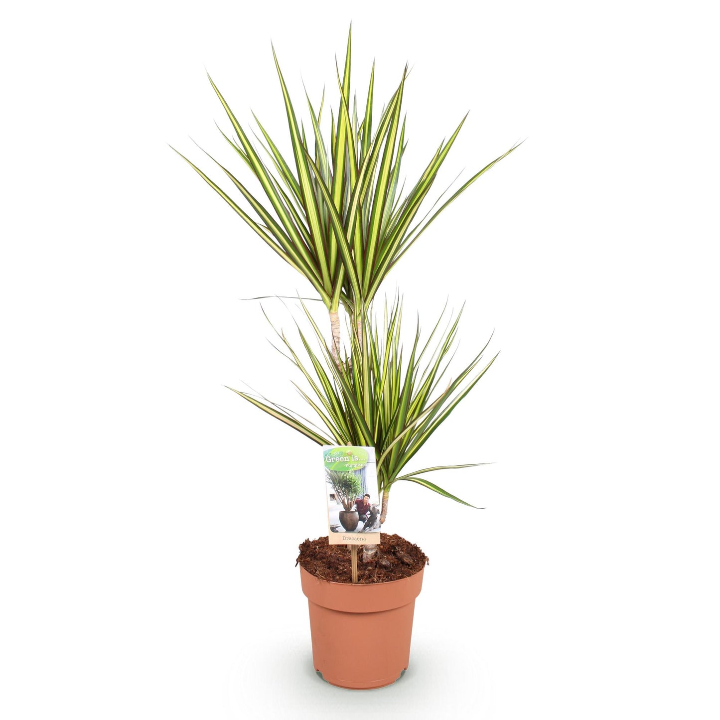 Plantes d'intérieur - Dracaena Sunray - Arbre à dragon - Peu d'entretien - Vert - jaune - 1 Plante - Pot 17cm - Hauteur 70-75cm