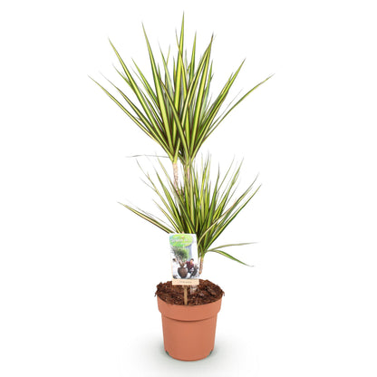 Plantes d'intérieur - Dracaena Sunray - Arbre à dragon - Peu d'entretien - Vert - jaune - 1 Plante - Pot 17cm - Hauteur 70-75cm