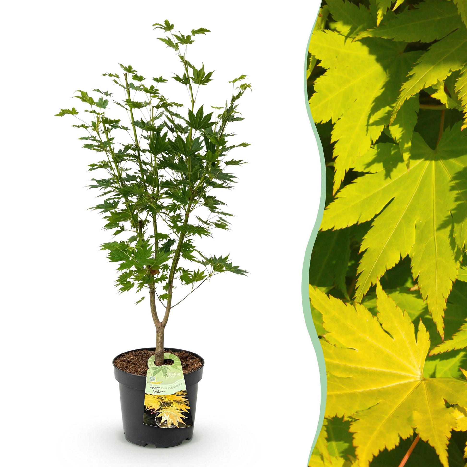 Acer palmatum Jordan, jeune érable japonais en pot de 26cm à feuillage caduc, avec un gros plan de son feuillage jaune vif sur le côté.