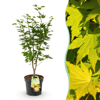 Acer palmatum Jordan, jeune érable japonais en pot de 26cm à feuillage caduc, avec un gros plan de son feuillage jaune vif sur le côté.