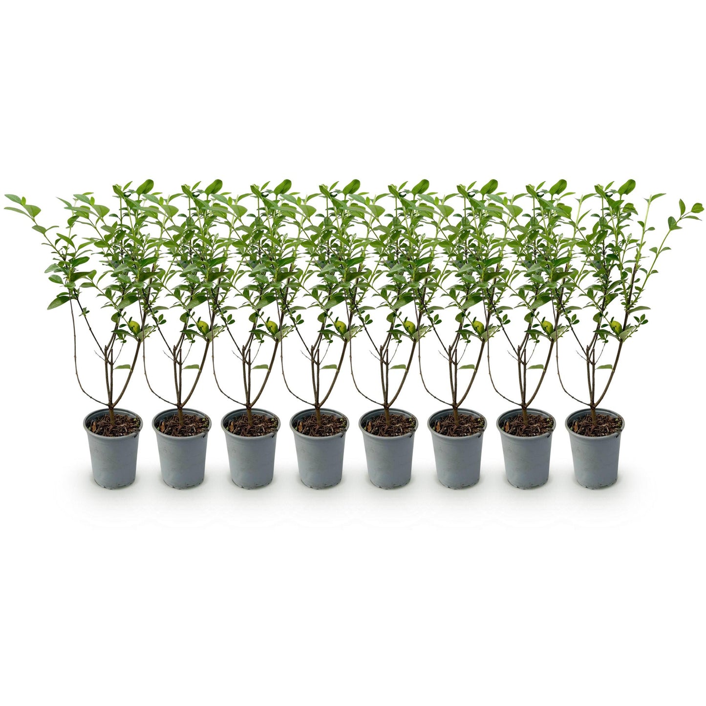 Ligustrum ovalifolium - Ligustre commun. Huit plants de haie en pots de 9cm, feuillage vert persistant, alignés sur un fond blanc.