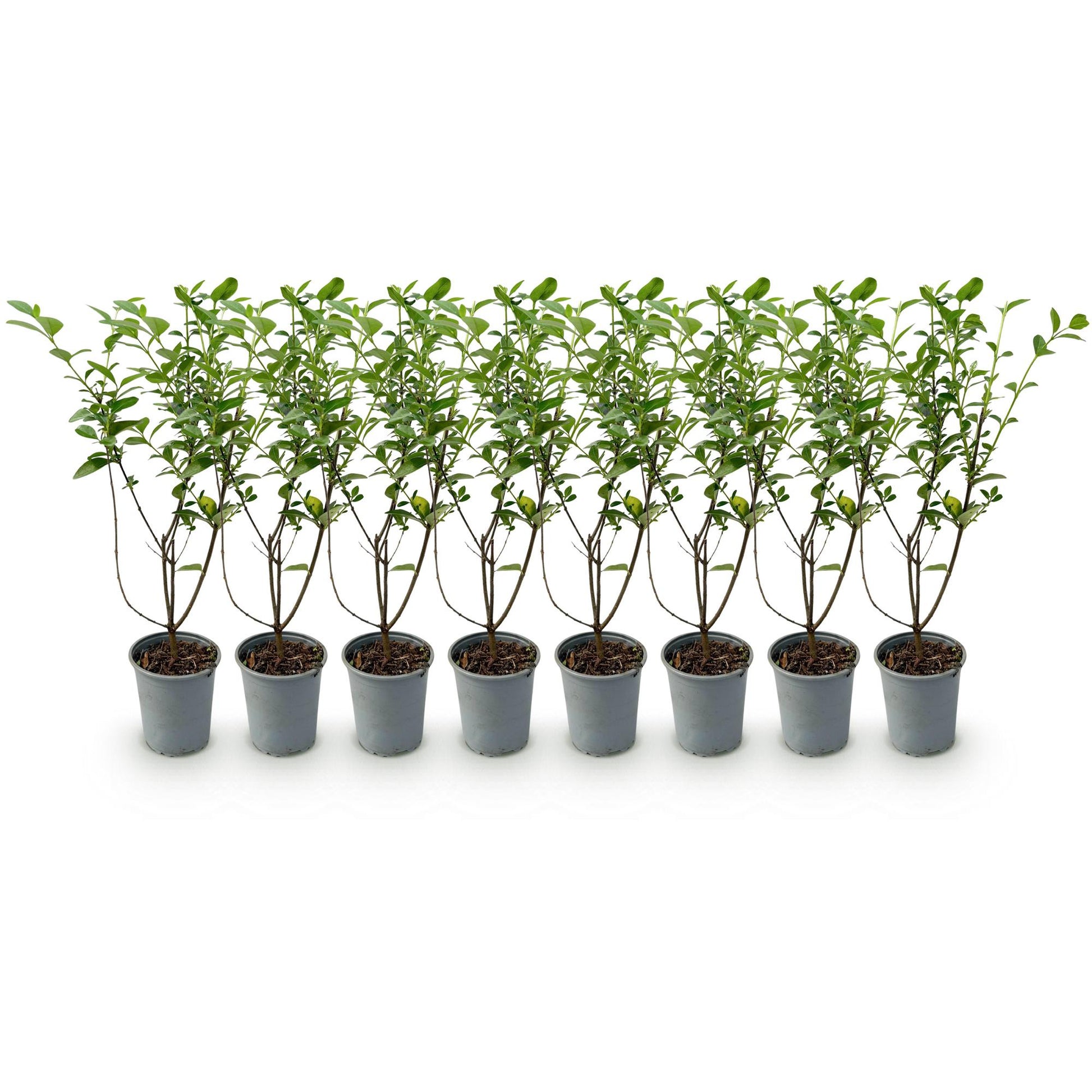Ligustrum ovalifolium - Ligustre commun. Huit plants de haie en pots de 9cm, feuillage vert persistant, alignés sur un fond blanc.