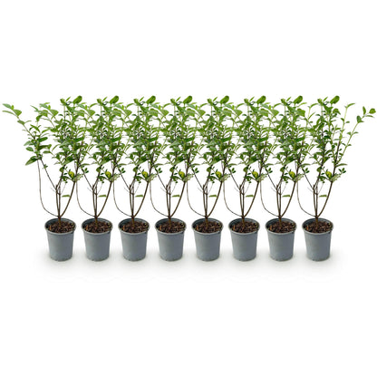 Ligustrum ovalifolium - Ligustre commun. Huit plants de haie en pots de 9cm, feuillage vert persistant, alignés sur un fond blanc.