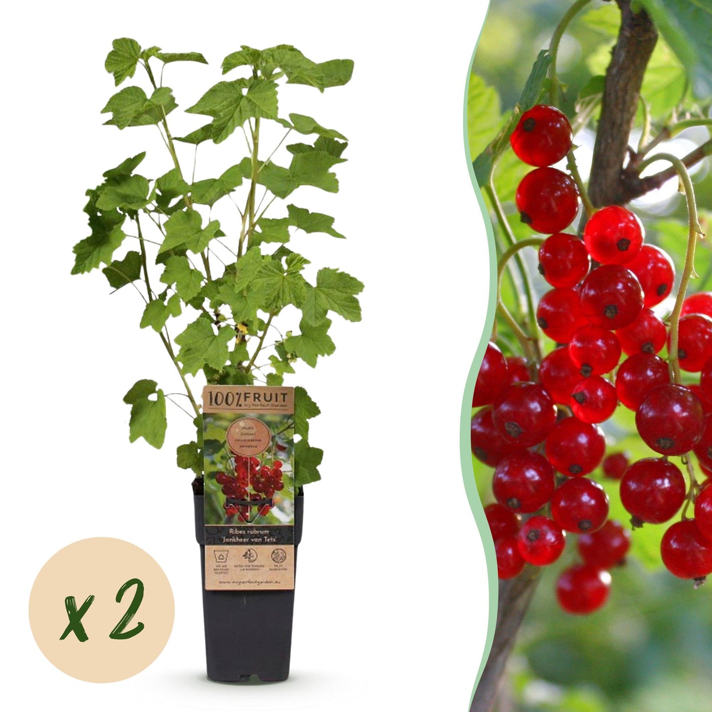 Groseillier rouge Jonkheer van Tets, deux plants en pot, avec une pastille 'x2' et un zoom sur ses grappes de fruits écarlates.