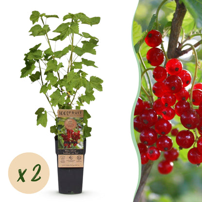 Groseillier rouge Jonkheer van Tets, deux plants en pot, avec une pastille 'x2' et un zoom sur ses grappes de fruits écarlates.