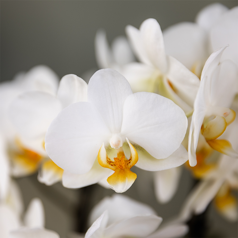 Orchidée Phalaenopsis blanche en pot