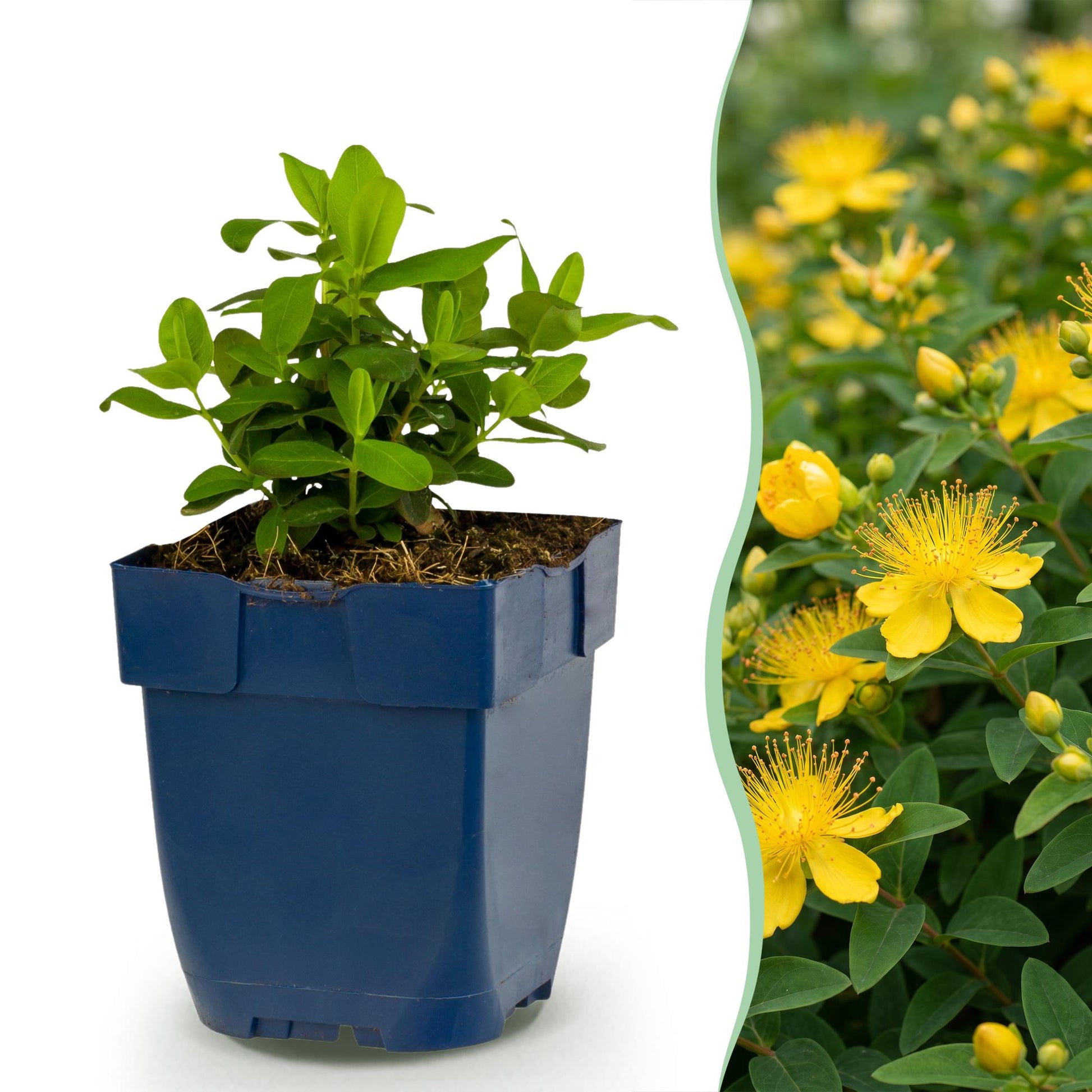 Hypericum calycinum (millepertuis) en pot de 11cm, à côté d'une photo d'un massif fleuri de millepertuis jaunes en pleine terre.