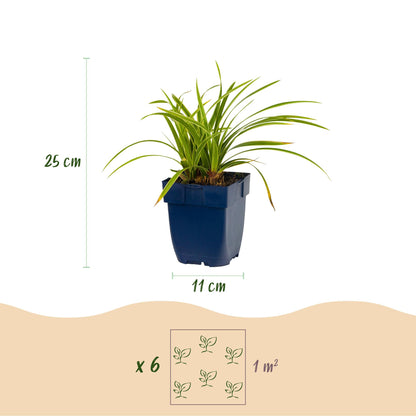 Carex morrowii Ice Dance : infographie montrant un plant en pot, avec les dimensions de 25 cm de hauteur et 11 cm de pot, et le conseil de p