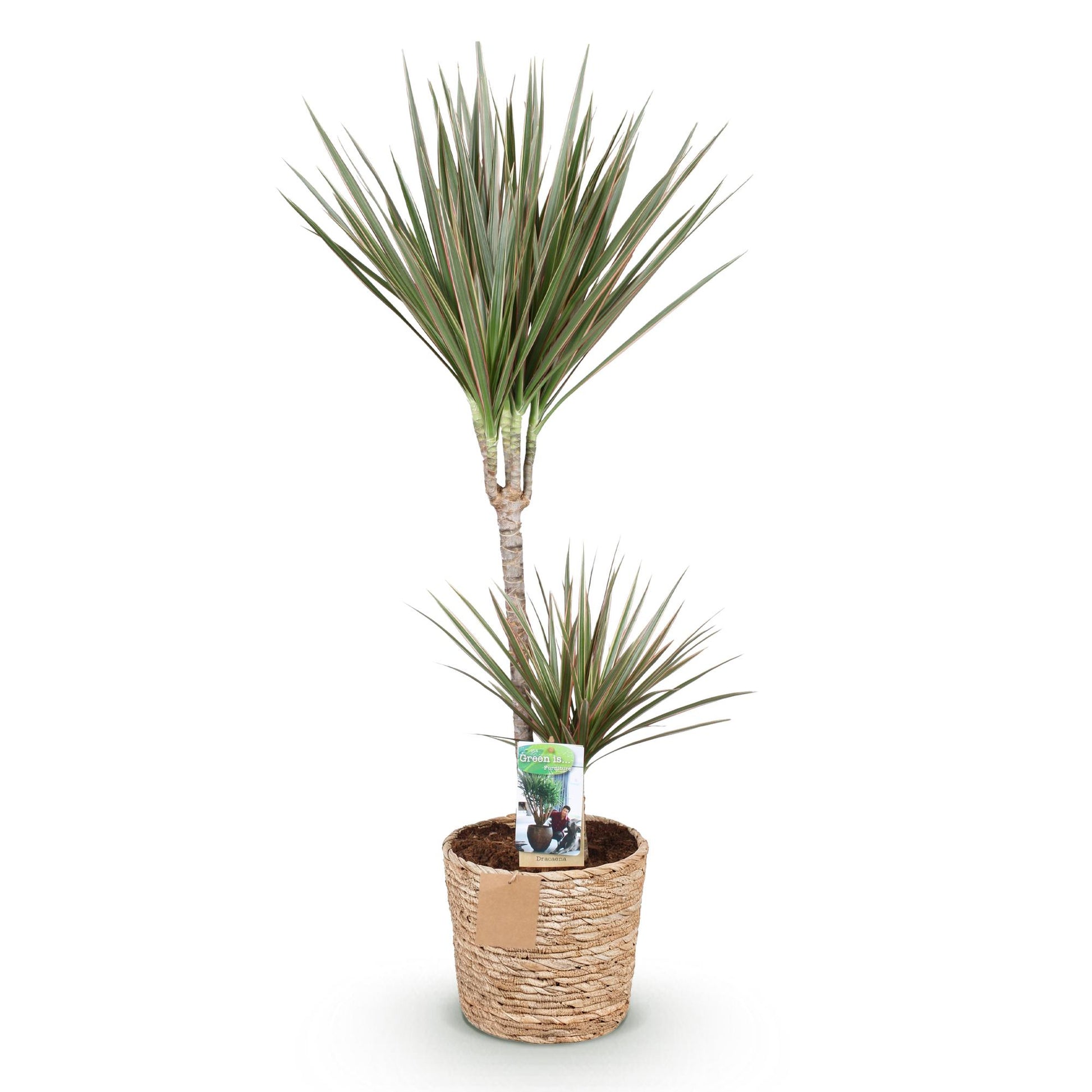 Plantes d'intérieur - Dracaena Marginata Bicolor - Arbre à dragon - Peu d'entretien - avec panier - Vert - marron - 1 Plante - Pot 21cm - Hauteur 90-100cm