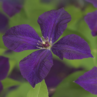 Clematis vit. Polish Spirit, gros plan d'une fleur d'un violet profond avec des feuilles vertes floues en arrière-plan.