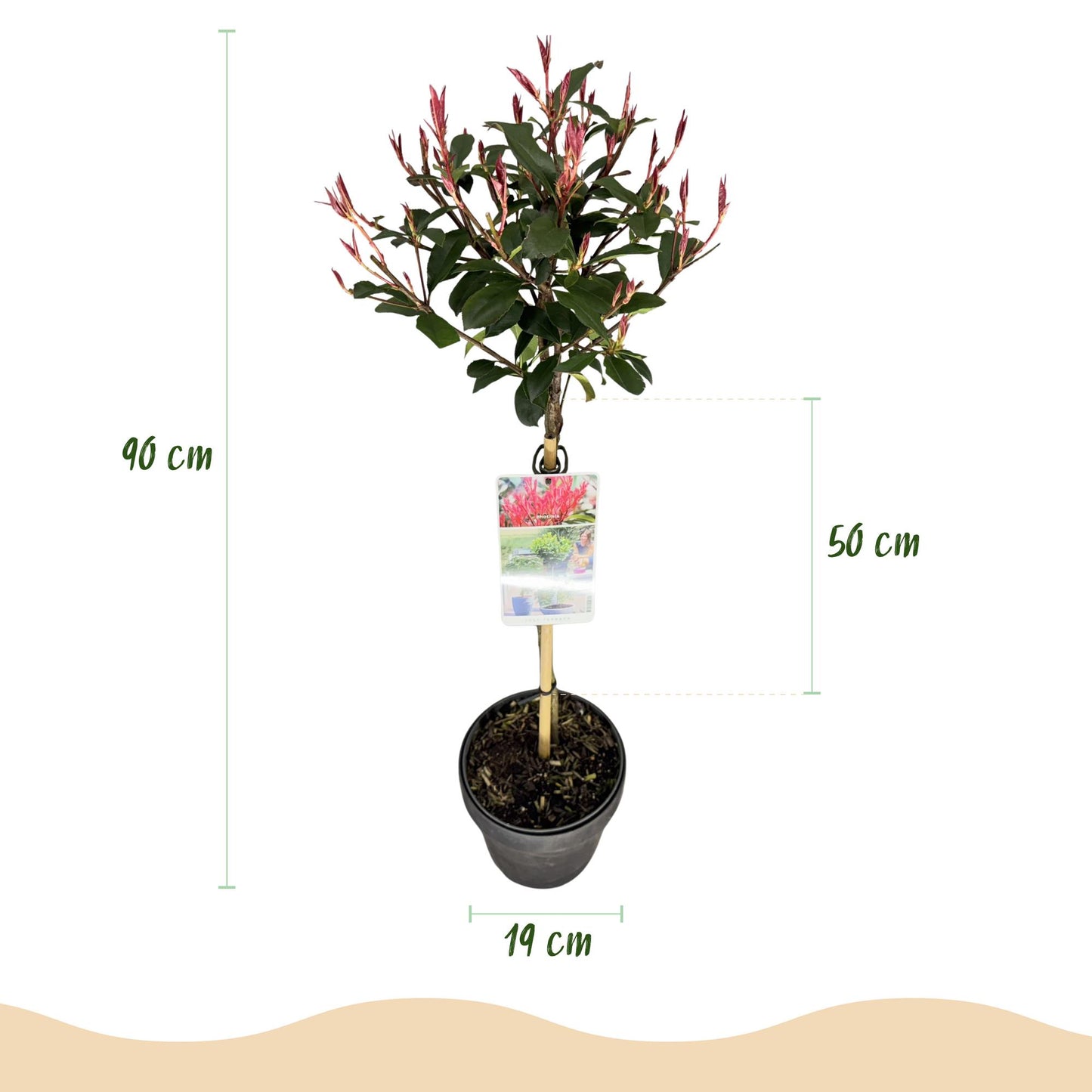 Photinia fraseri Carre Rouge en pot de 19cm avec indication de la hauteur totale (90cm) et de la hauteur du feuillage (50cm).
