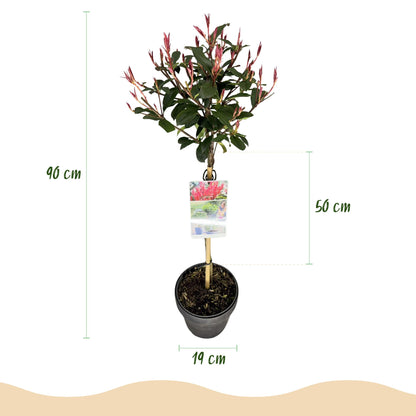 Photinia fraseri Carre Rouge en pot de 19cm avec indication de la hauteur totale (90cm) et de la hauteur du feuillage (50cm).