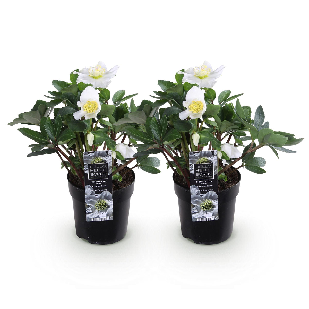 Rose de Noël 'Christmas Carol' - lot de 2 plants en pot de 10,5 cm