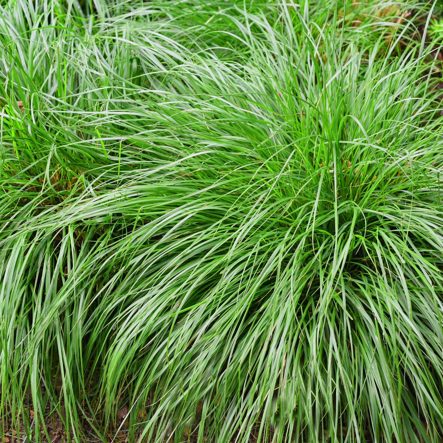 Carex oshimensis Intense Green. Gros plan sur le feuillage vert vif de cette graminée ornementale, formant une touffe dense et élégante.