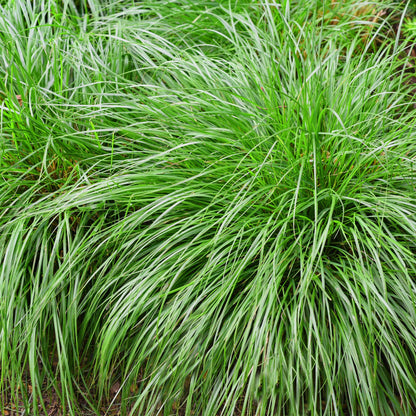 Carex oshimensis Intense Green. Gros plan sur le feuillage vert vif de cette graminée ornementale, formant une touffe dense et élégante.