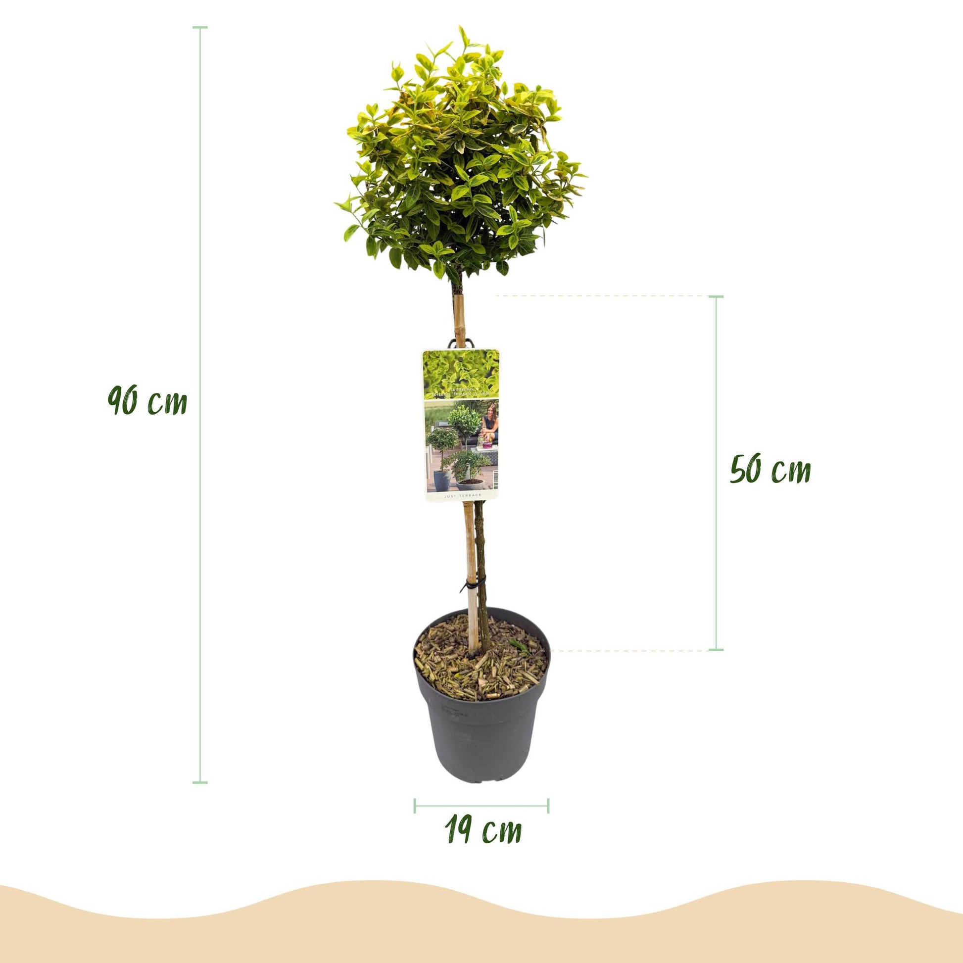 Euonymus fortunei Emerald 'n Gold. Dimensions d'un plant sur tige : 90 cm de hauteur totale, 50 cm pour la partie feuillue, pot de 19 cm de 