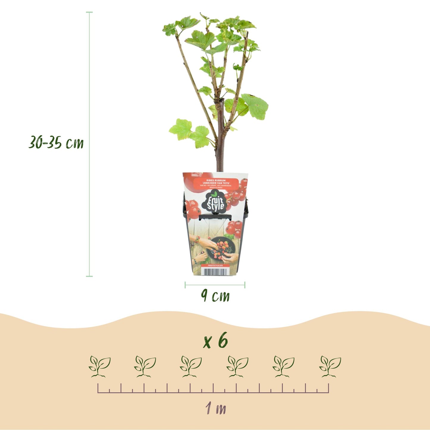 Cassissier 'Ribes rubrum Jonkheer van Tets' en pot de 9cm, avec une hauteur de 30-35cm. Une infographie montre l'espacement de plantation de
