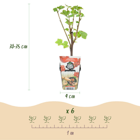 Cassissier 'Ribes rubrum Jonkheer van Tets' en pot de 9cm, avec une hauteur de 30-35cm. Une infographie montre l'espacement de plantation de