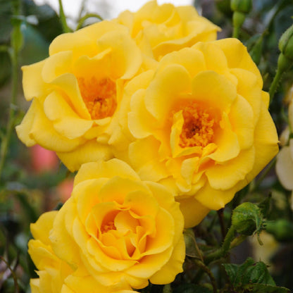 Rosa Spring Queen. Gros plan sur un bouquet de roses grimpantes jaunes lumineuses, avec des pétales doux et un cœur orangé.