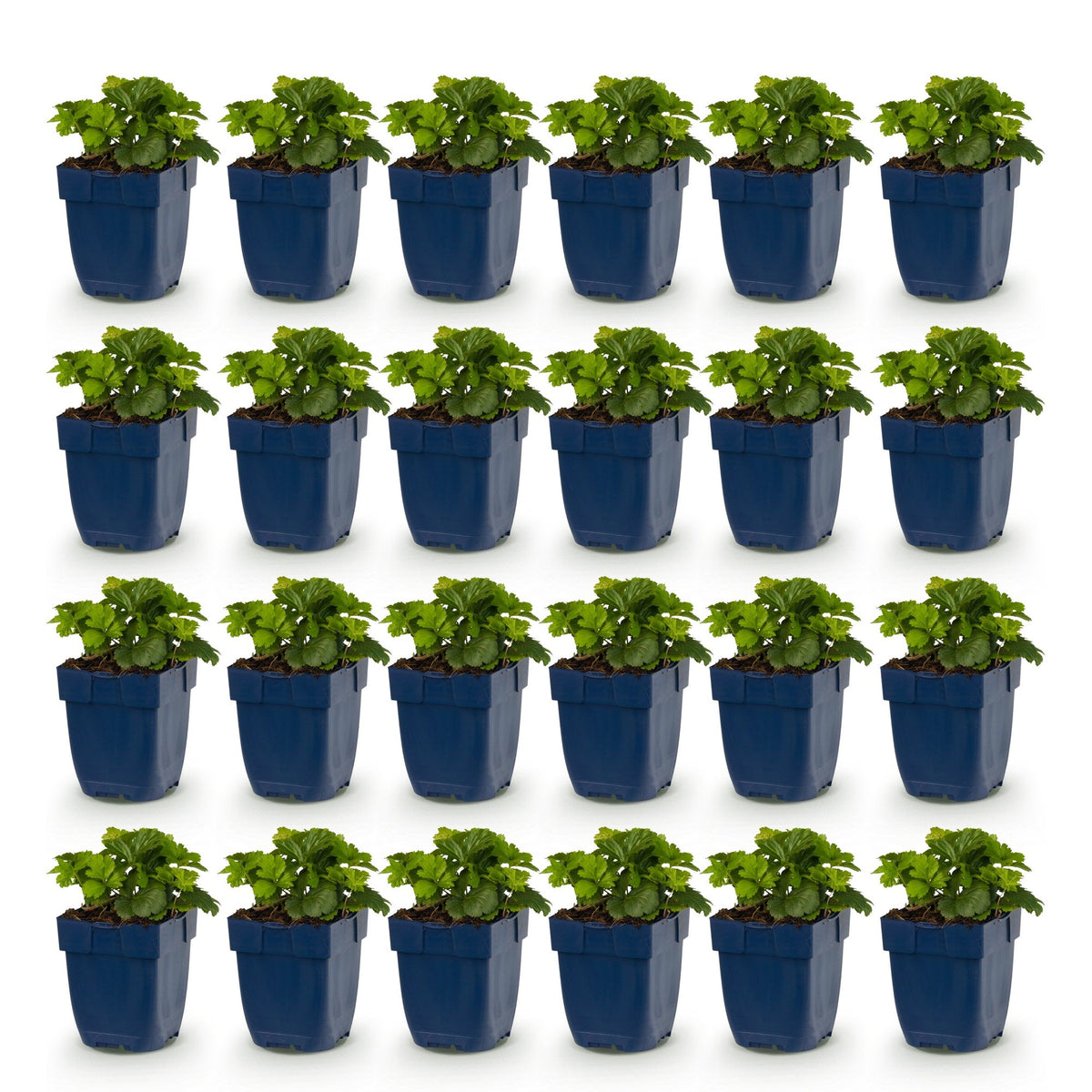 Fraisier doré - lot de 24 plants en pot de 11 cm