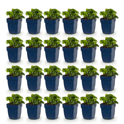 Fraisier doré - lot de 24 plants en pot de 11 cm