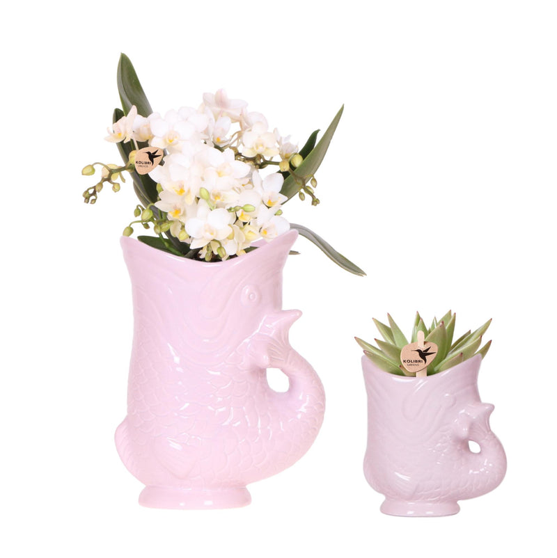 Orchidée Phalaenopsis 'Nazaré' blanche (Phalaenopsis) - Set avec succulente et cache-pot décoratif - Pot 9 cm