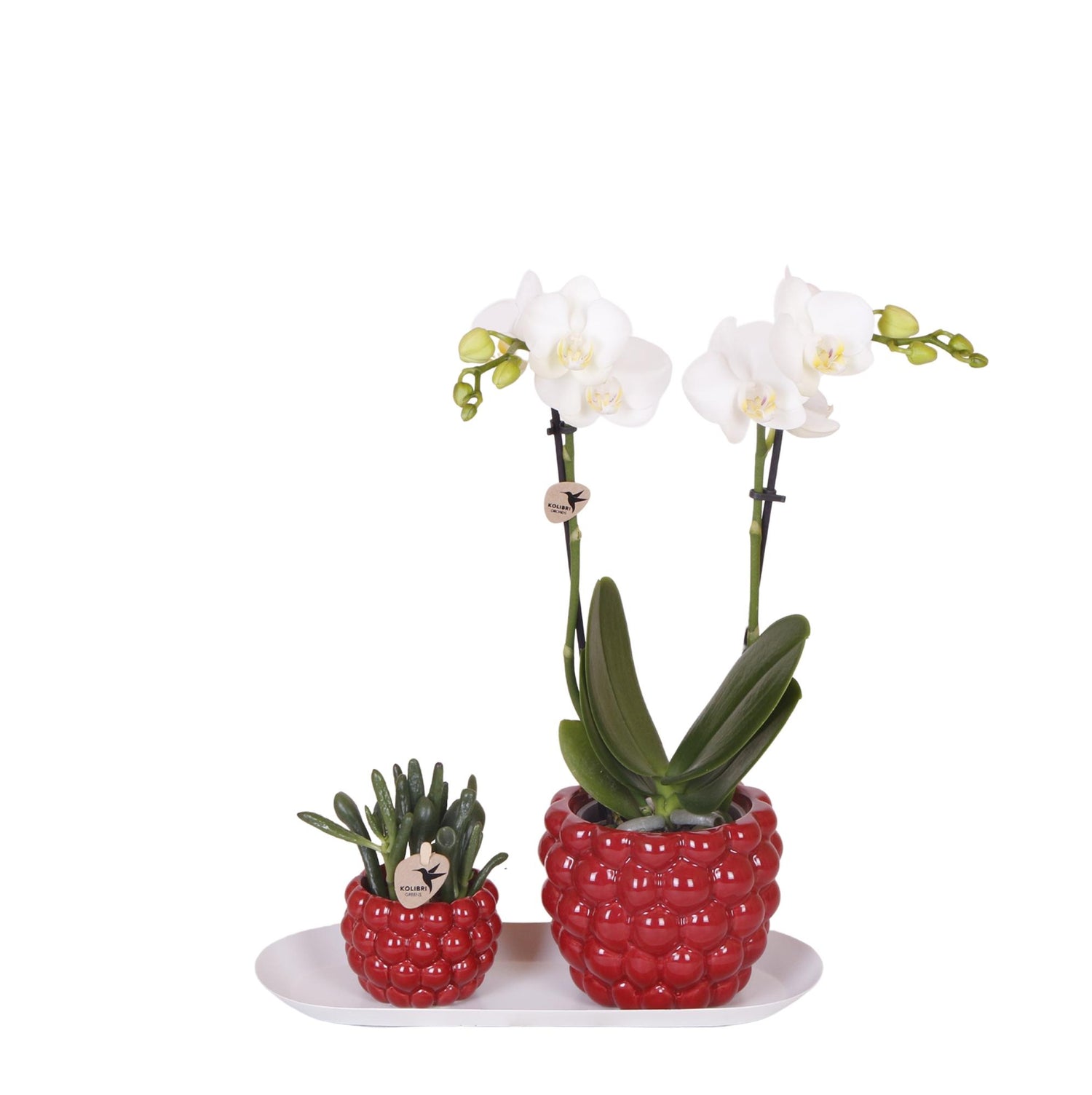 Orchidée Phalaenopsis blanche en pot