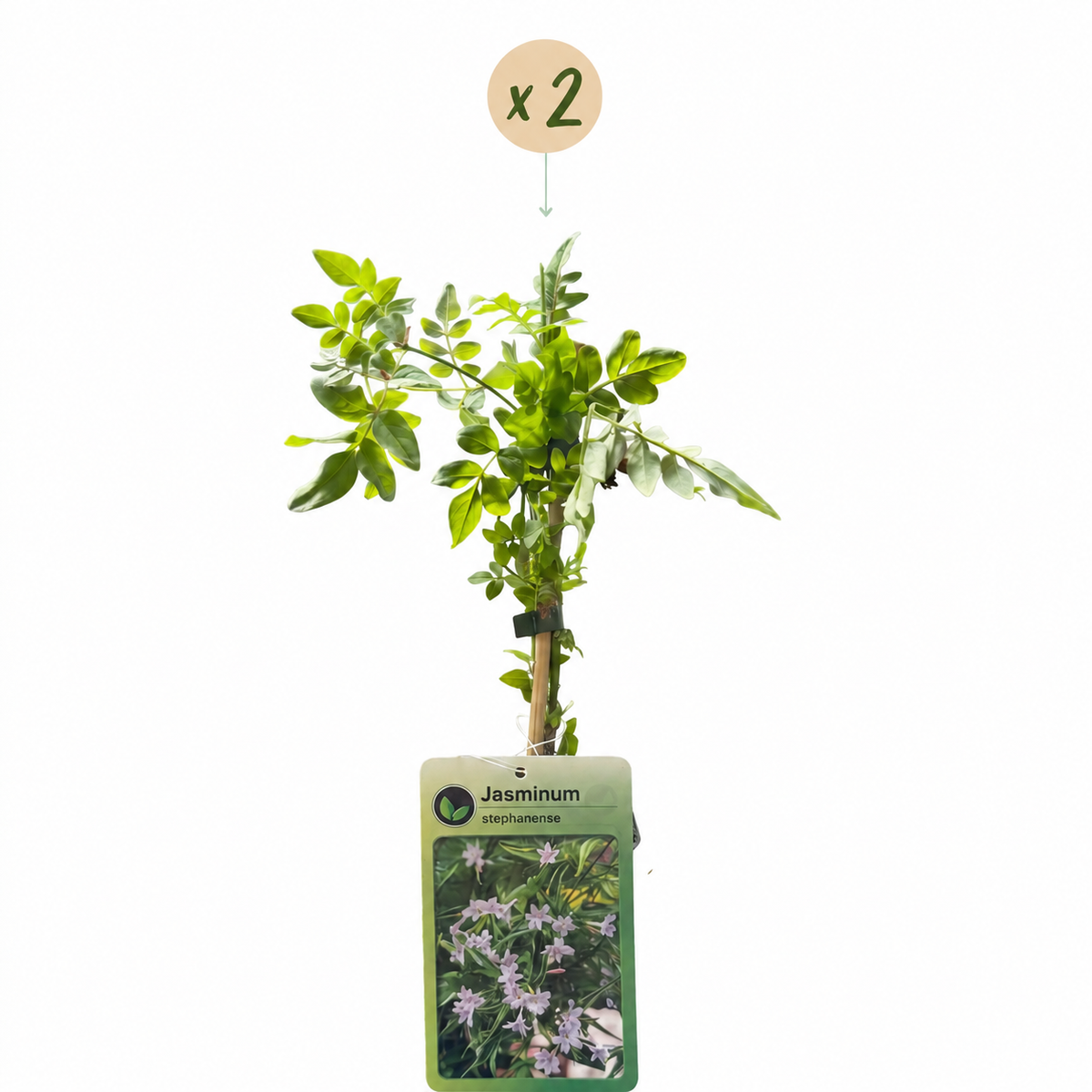 Jasmin de Stéphane (Jasminum x stephanense) - grimpante parfumée