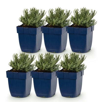 Lavande Dwarf Blue. Six jeunes plants de lavande aux feuilles gris-vert dans des pots bleus alignés sur un fond blanc uni.