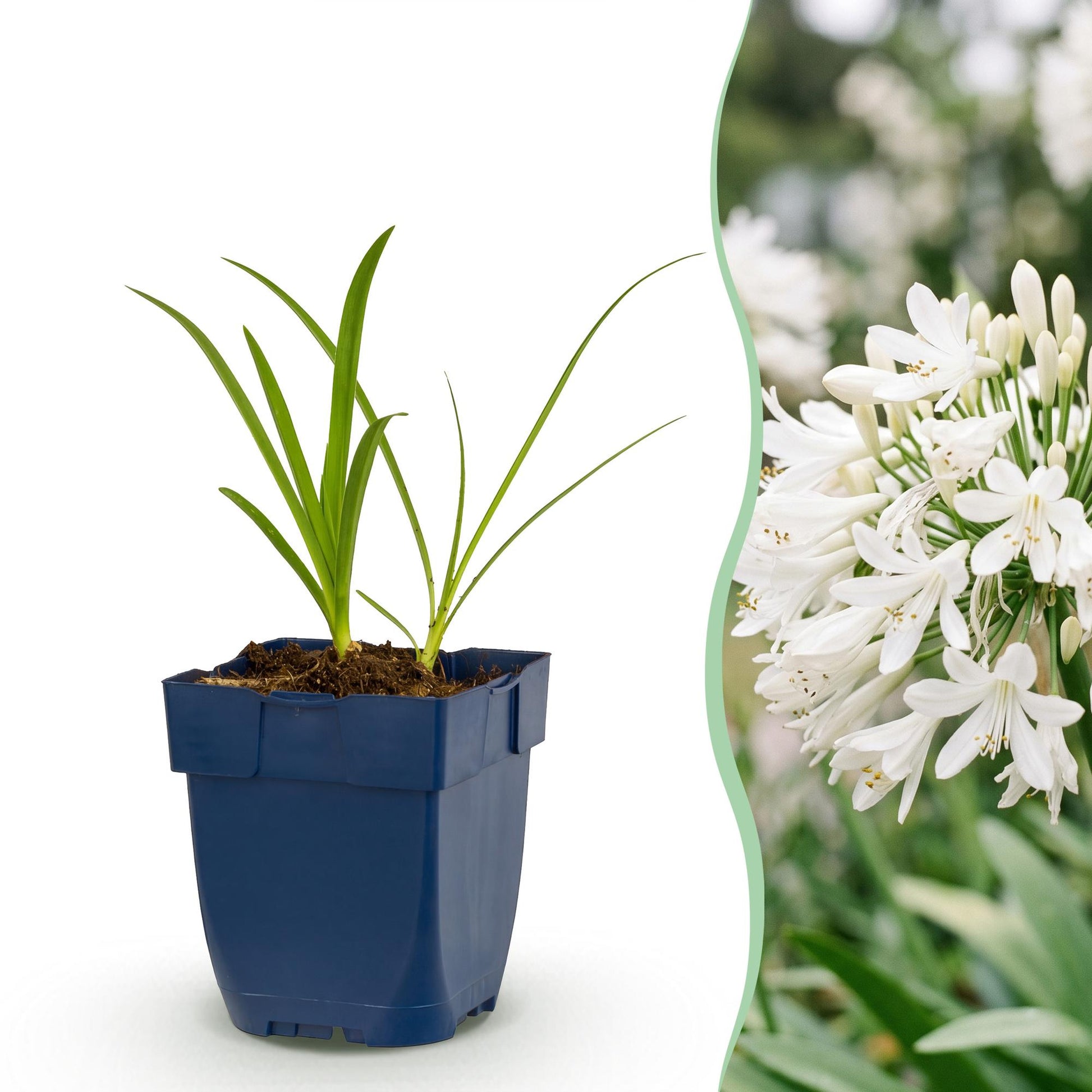 Agapanthus africanus Albus, jeune plant en pot sur fond blanc, juxtaposé à un gros plan de ses fleurs blanches épanouies.