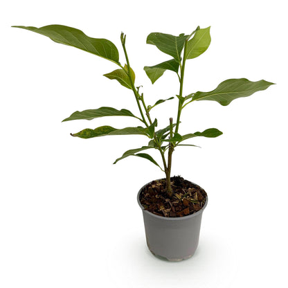 Magnolia Ricki : jeune plant en pot, feuillage vert vif, présenté sur un fond blanc uni, prêt à être planté.