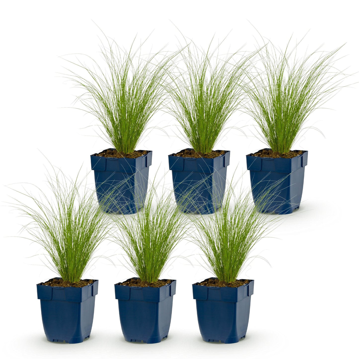 Graminées Stipa tenuissima Ponytails. Lot de 7 plants d'herbe à plumes persistante en pots bleus, sur fond blanc.