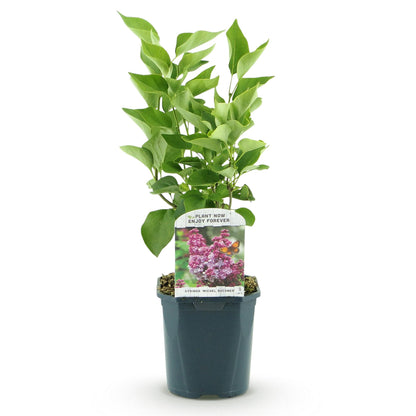 Syringa vulgaris Michel Buchner : Lilas commun rose en pot de 17cm, hauteur 45cm, sur fond blanc. Étiquette avec fleur rose et papillon.