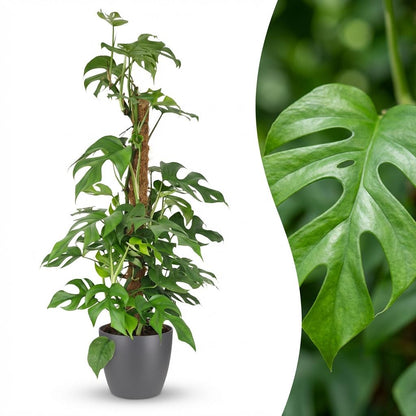 Plante d'intérieur - Mini Monstera - Monstera Minima sur tuteur - Vert - Peu d'entretien - 1 Plante - avec Pot Gris - Pot 19cm - Hauteur 90cm