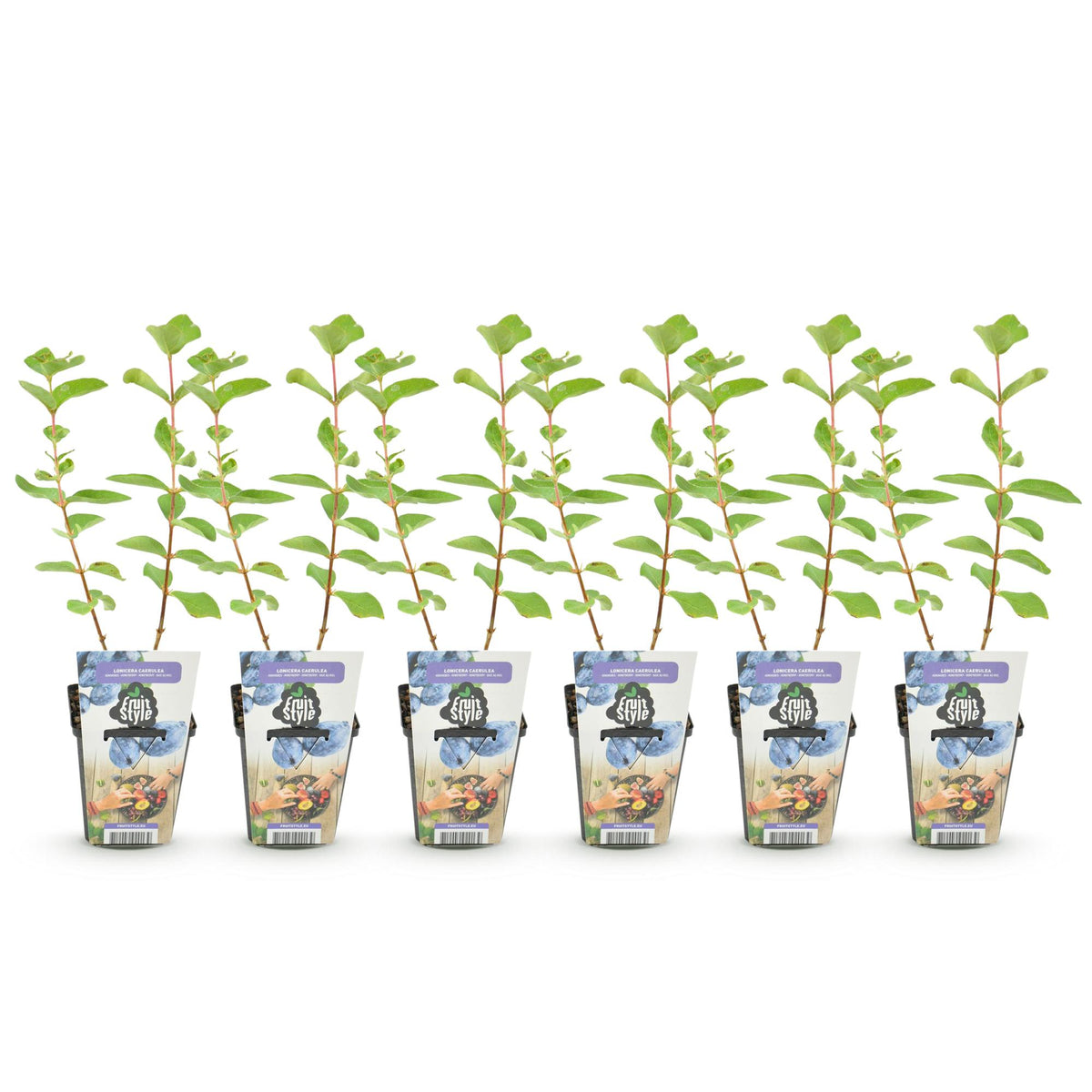 Camerisier - lot de 6 plants en pot de 9 cm