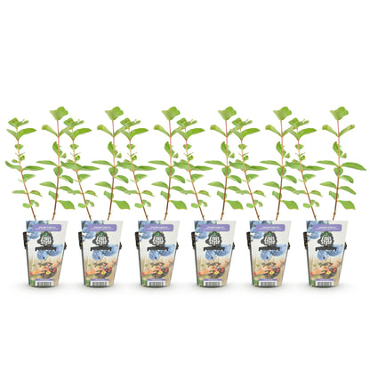 Camerisier - lot de 6 plants en pot de 9 cm