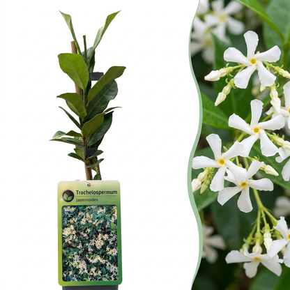 Jasmin étoilé (Trachelospermum jasminoides) - grimpante persistante parfumée