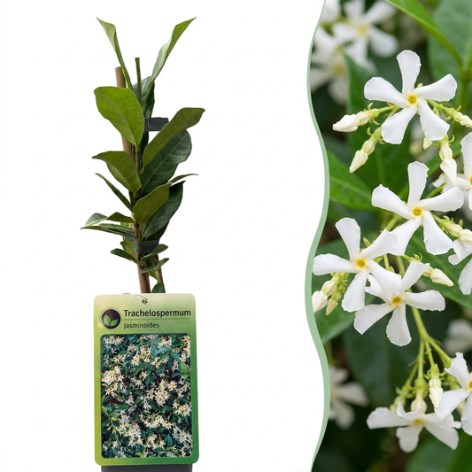 Jasmin étoilé (Trachelospermum jasminoides) - grimpante persistante parfumée