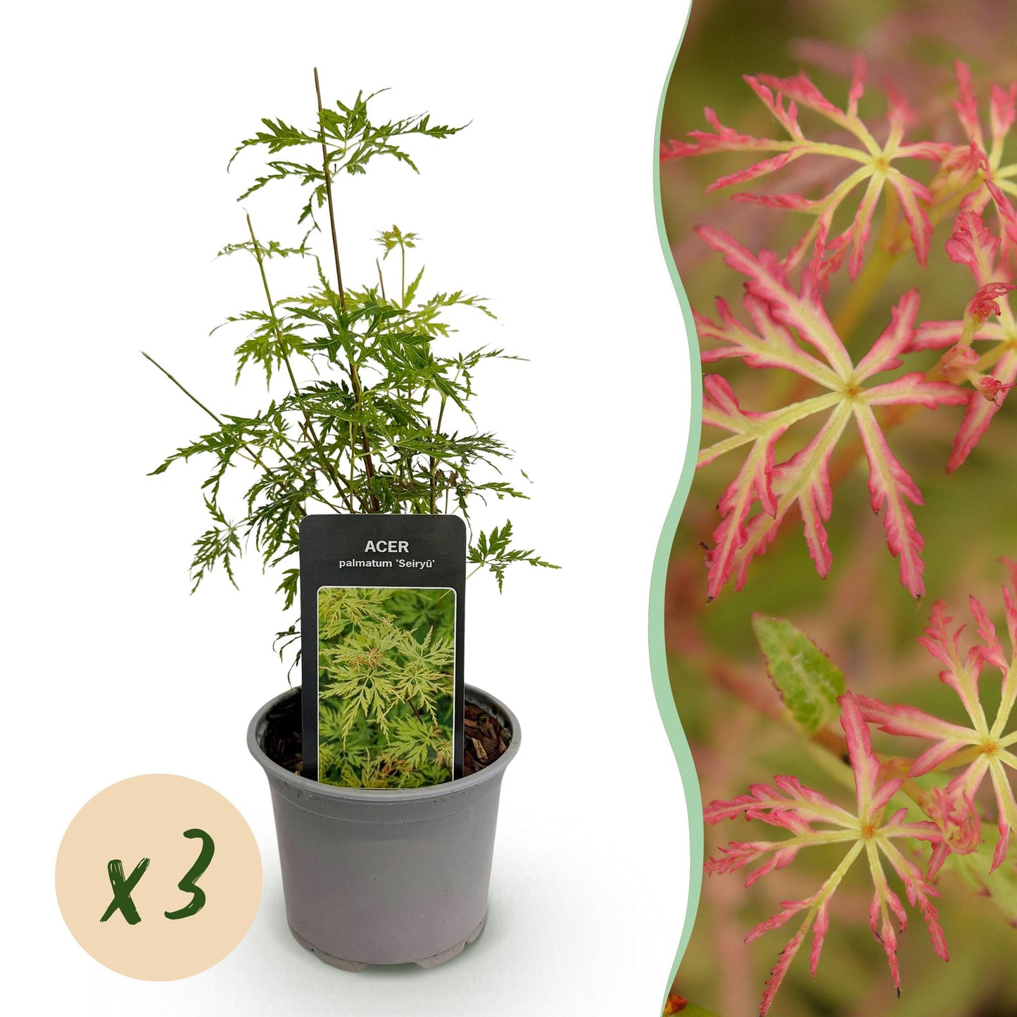 Acer palmatum Seiryu : Trois jeunes plants caducs en pot de 12cm sur fond blanc, avec un aperçu de son feuillage rose en arrière-plan.