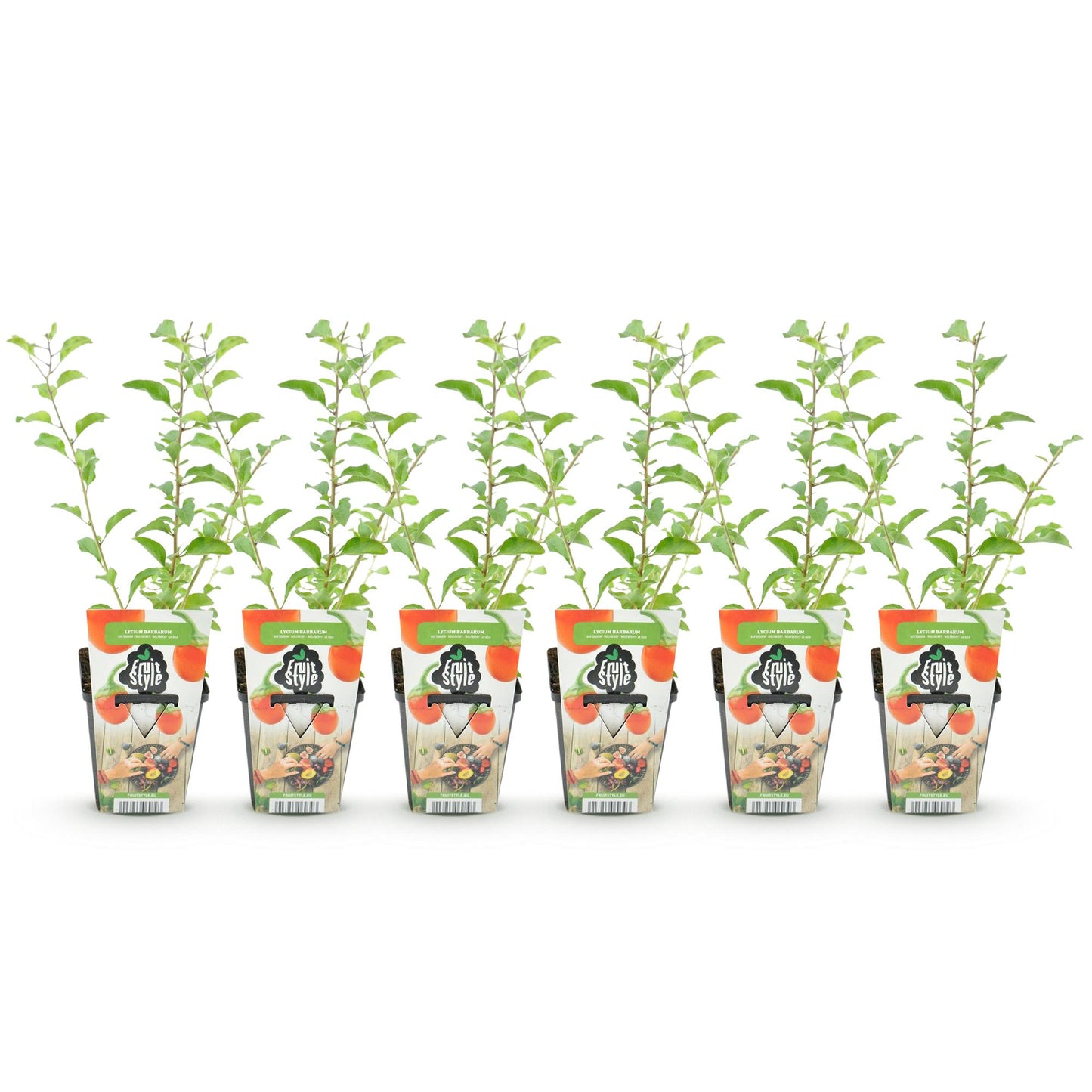 Baie de Goji, Lycium Barbarum : six jeunes plants en pots alignés sur un fond blanc, feuillage vert vif.