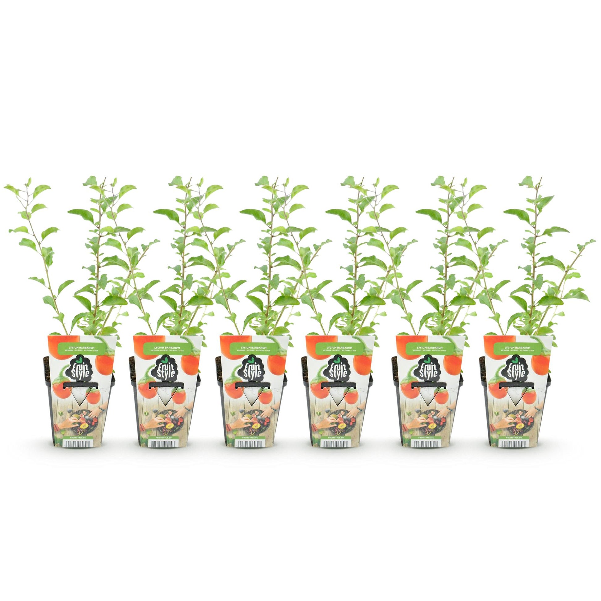 Baie de Goji, Lycium Barbarum : six jeunes plants en pots alignés sur un fond blanc, feuillage vert vif.