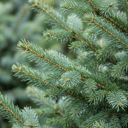 Gros plan sur les aiguilles : Épicéa de Serbie (Picea omorika)