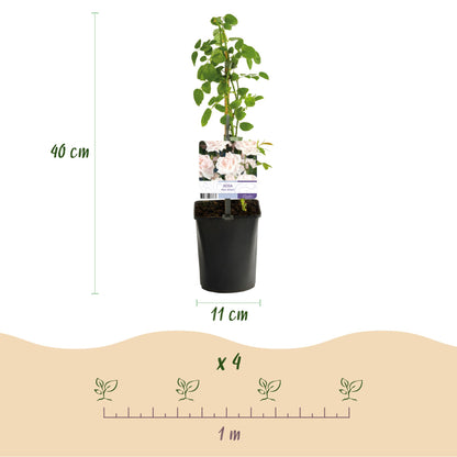 Rosier grimpant Rosa New Dawn : infographie d'un plant avec sa hauteur (40 cm) et le diamètre du pot (11 cm), et un schéma d'espacement de p
