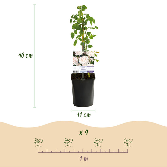 Rosier grimpant Rosa New Dawn : infographie d'un plant avec sa hauteur (40 cm) et le diamètre du pot (11 cm), et un schéma d'espacement de p