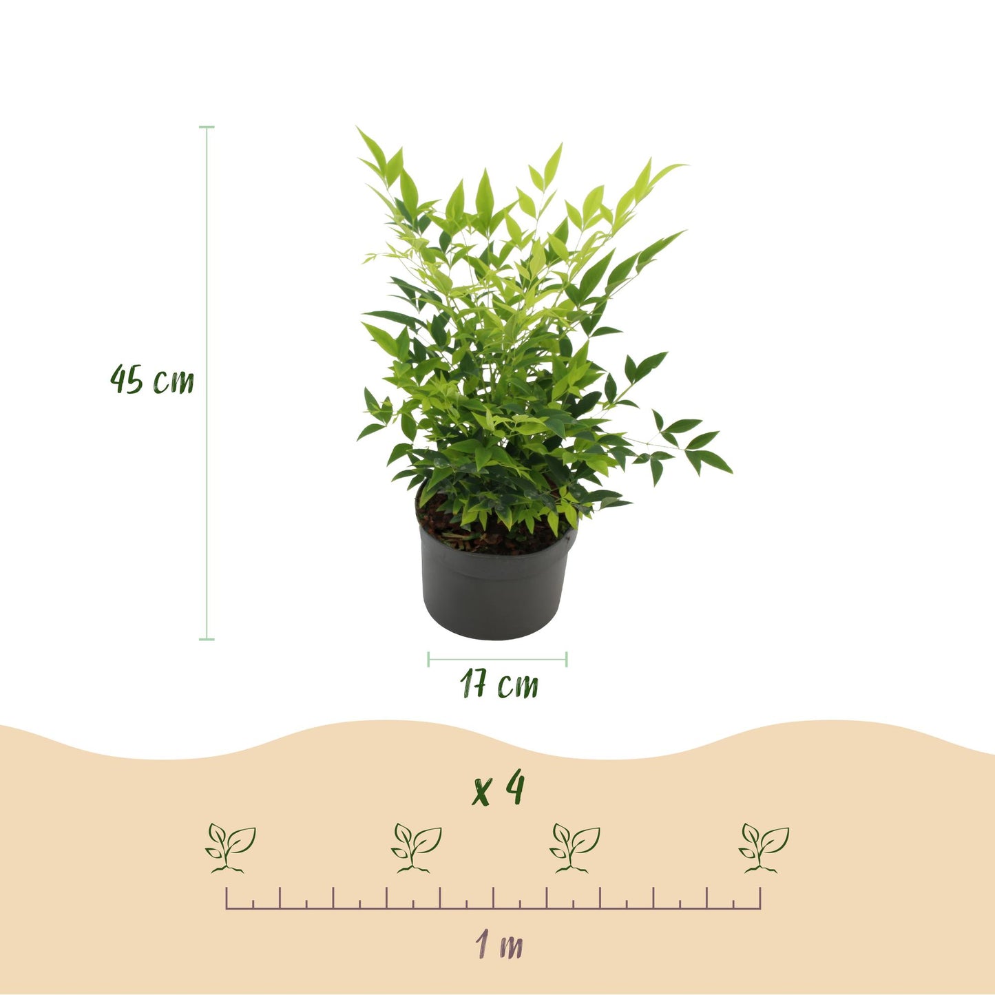 Nandina Lemon & Lime. Infographie indiquant une hauteur de 45 cm, un pot de 17 cm, et un espacement de 1 m pour 4 plants.