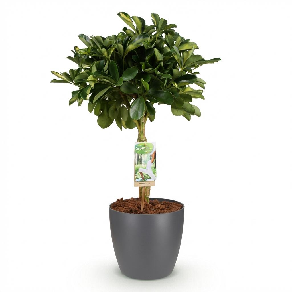 Plantes d'intérieur - Schefflera Gold Capelle - Arbre à doigts - Peu d'entretien- Vert - or - 1 Plante - avec Pot Gris - Pot 21cm - Hauteur 70-81cm