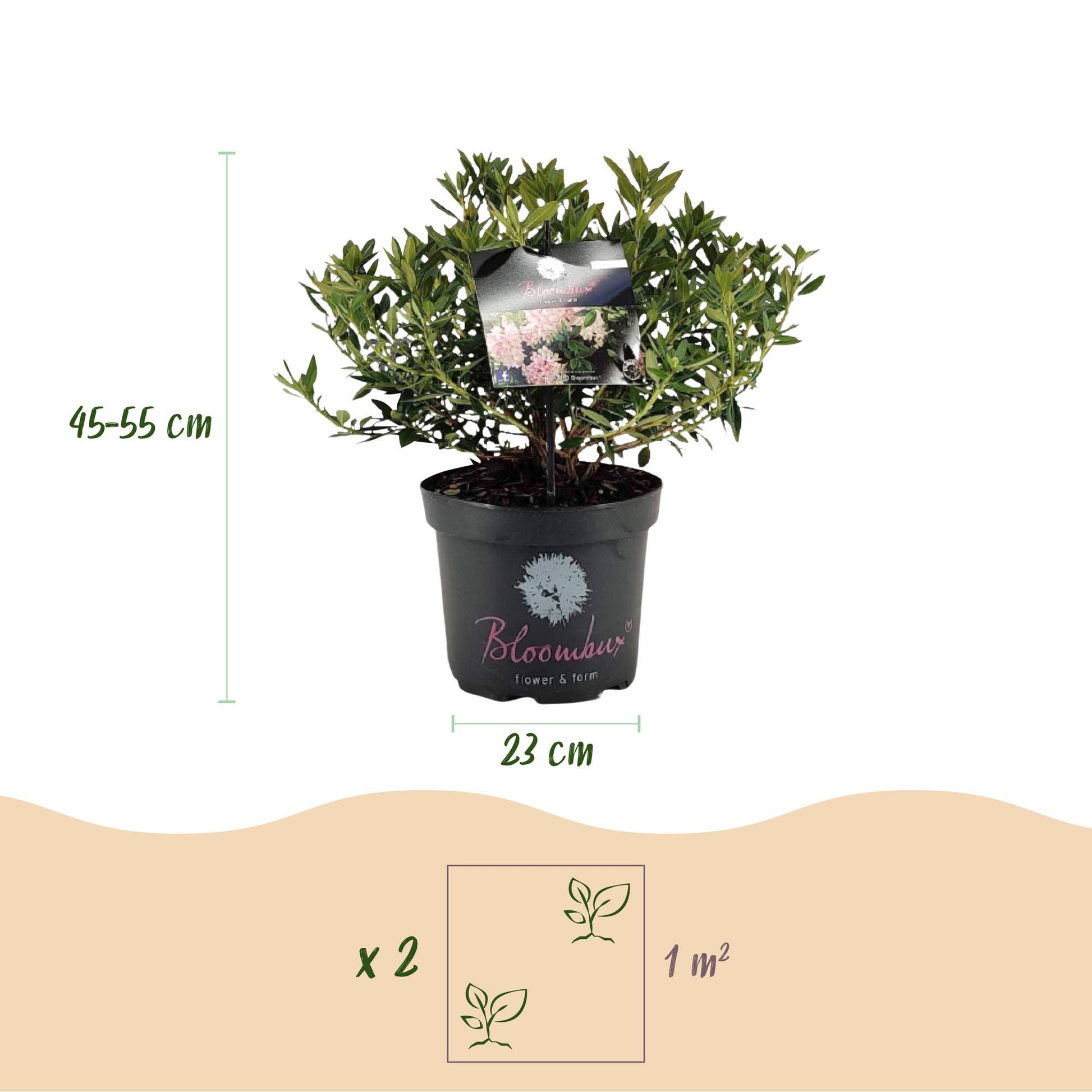 Rhododendron Bloombux Light Pink en pot avec indication de la hauteur (45-55cm), du diamètre du pot (23cm) et de la densité de plantation (2