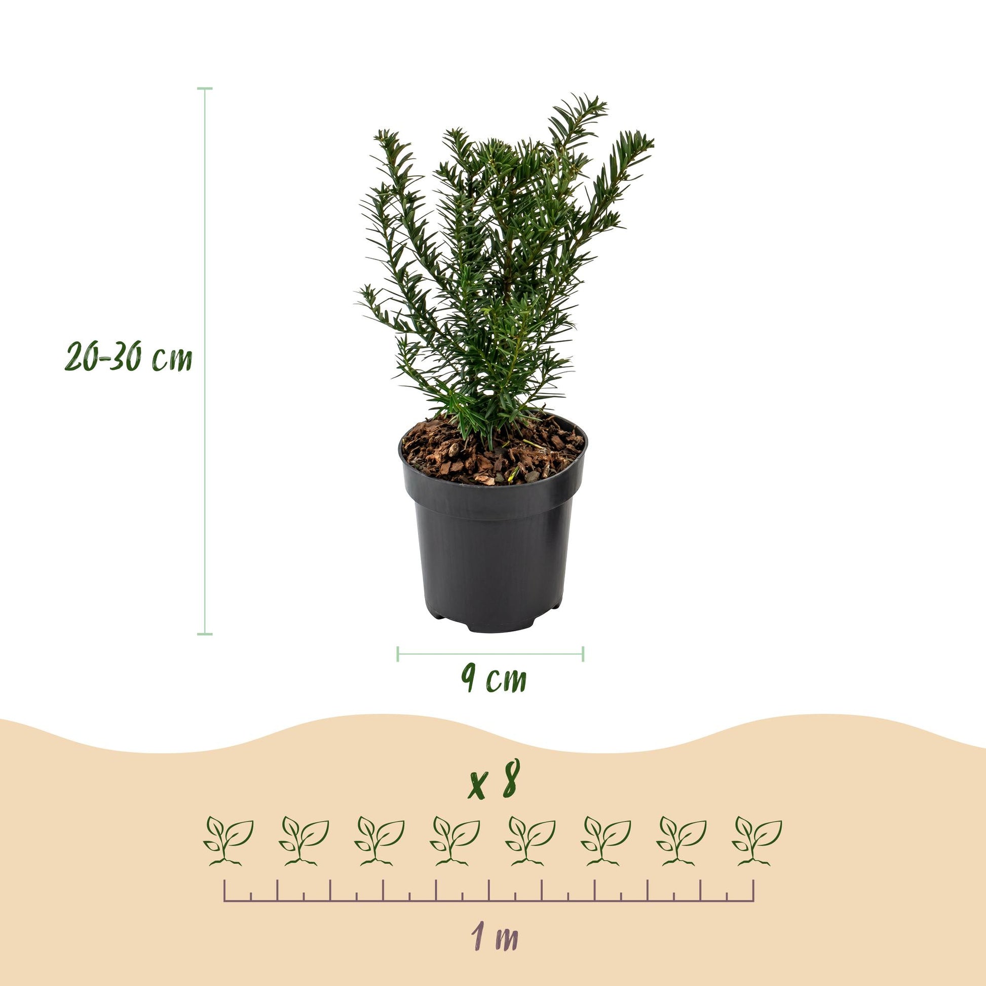 Taxus baccata : infographie détaillant les dimensions d'un plant (hauteur 20-30 cm, pot 9 cm) et l'espacement de 8 plants sur 1 mètre linéai
