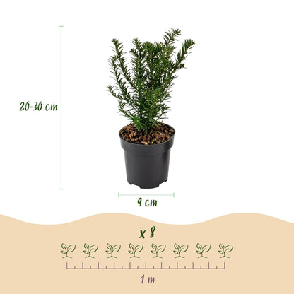 Taxus baccata : infographie détaillant les dimensions d'un plant (hauteur 20-30 cm, pot 9 cm) et l'espacement de 8 plants sur 1 mètre linéai